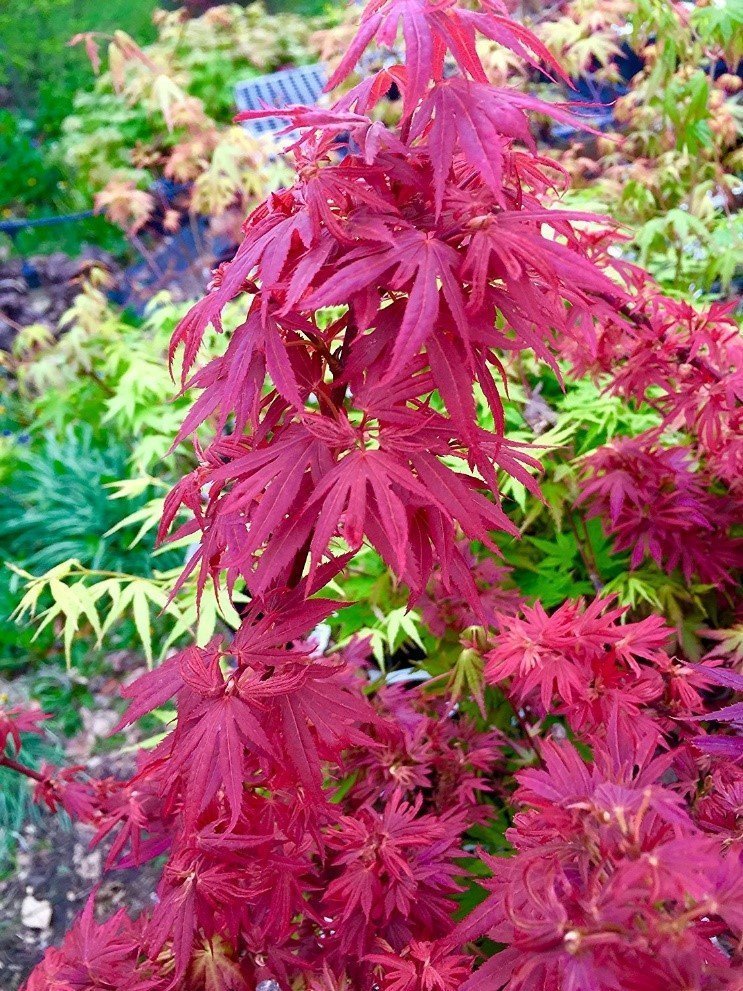 Japanese Maple