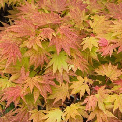 Autumn Moon, Japanese Maple