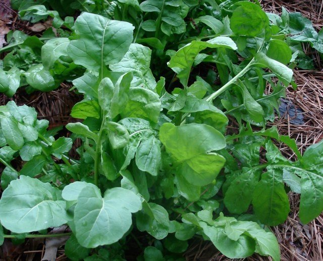 Arugula
