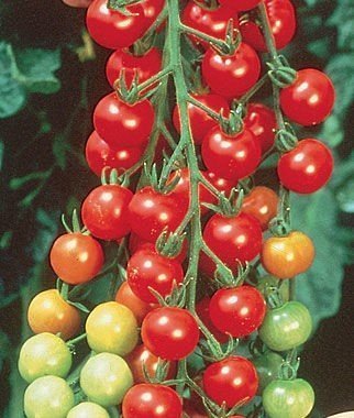 Cherry Tomato