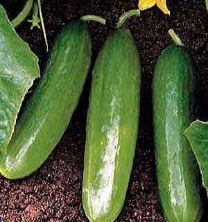 Cucumber