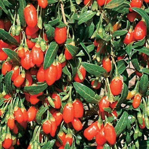 Goji Berry