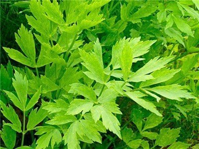 Lovage