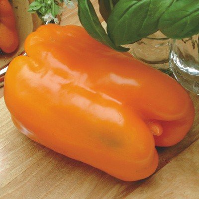Sweet Bell Pepper