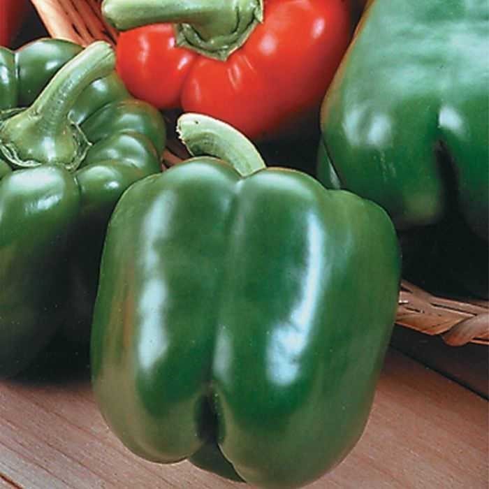 Bell Pepper