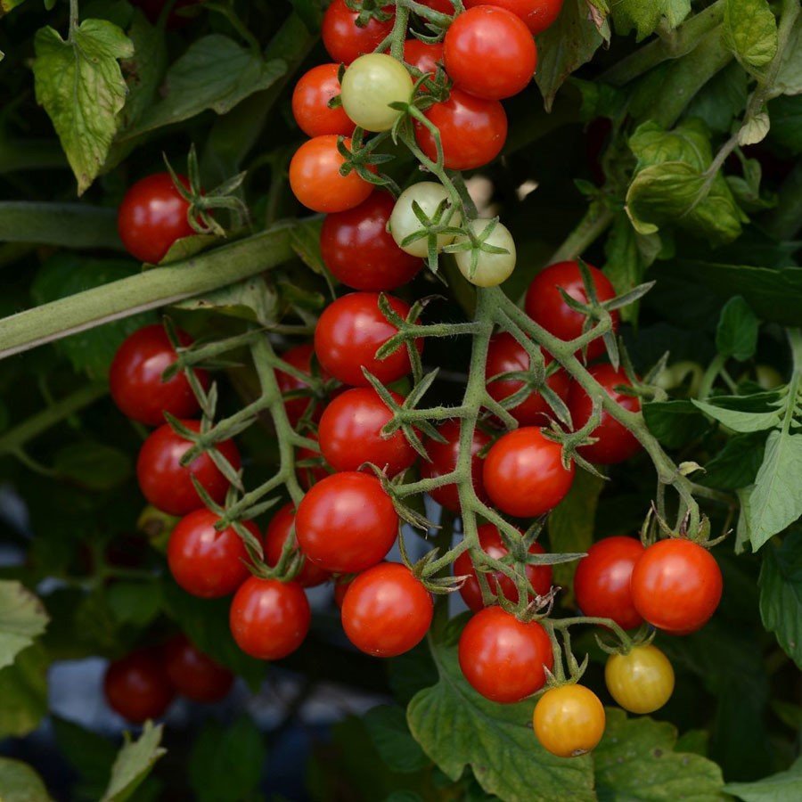 Currant Tomato