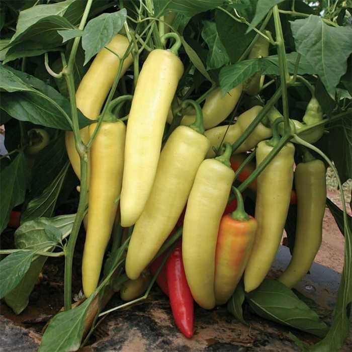 Sweet Banana Pepper