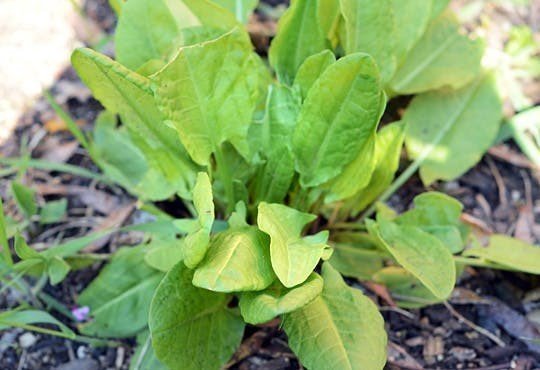 Sorrel