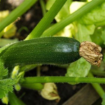 Dark Green Squash