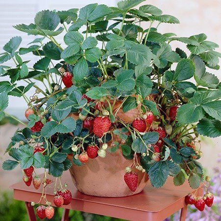 Everbearing Strawberries