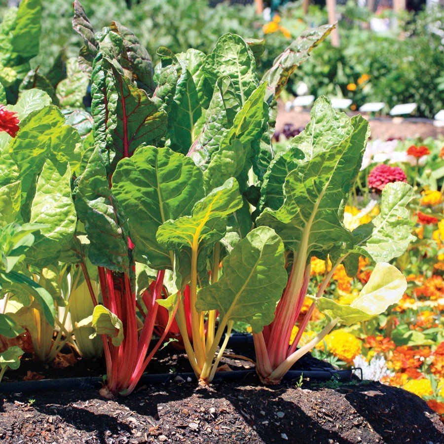 Swiss Chard