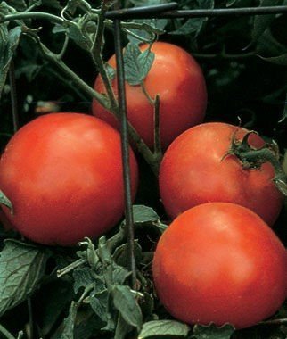 Tomato