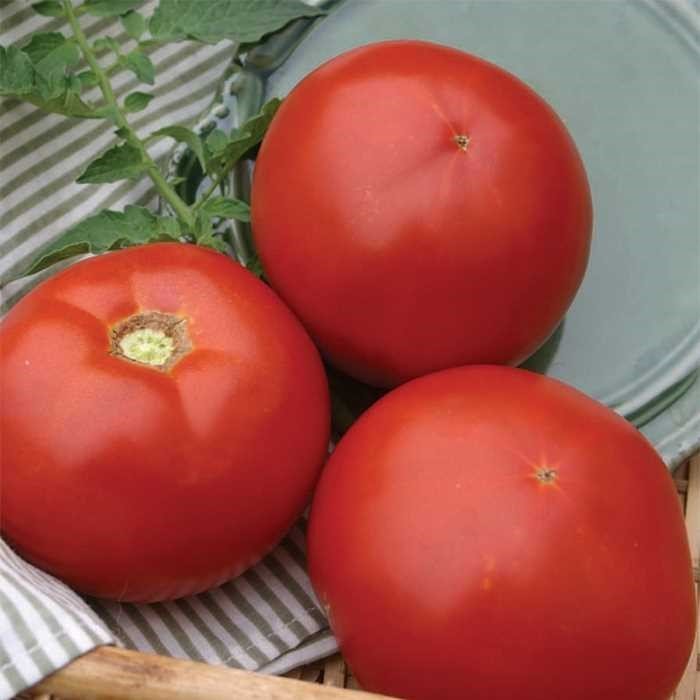 Tomato