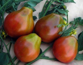 Tomato