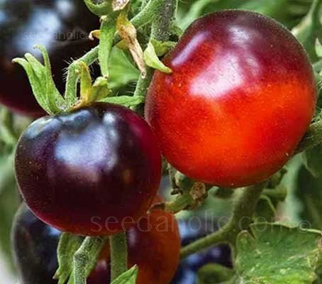 Cherry Tomato