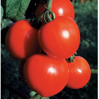 Tomato