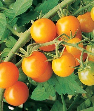 Cherry Tomato