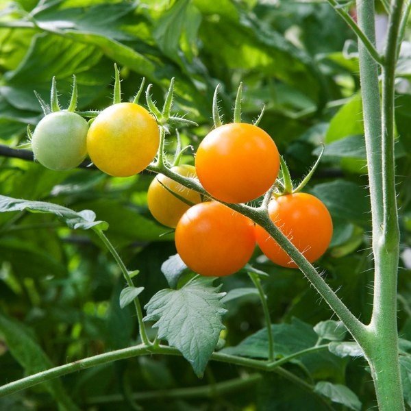 Cherry Tomato
